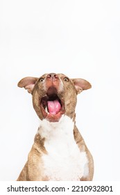 Brown Brindle Light And White Mixed Breed Adult Dog Funny Pit Bull Terrier Mutt Happy Mouth Open Catching Treat Surprised Isolated On White Background