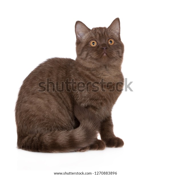 Brown British Shorthair Kitten Posing On Stock Photo Edit Now