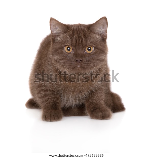 Brown British Shorthair Kitten Posing On Stock Photo Edit Now