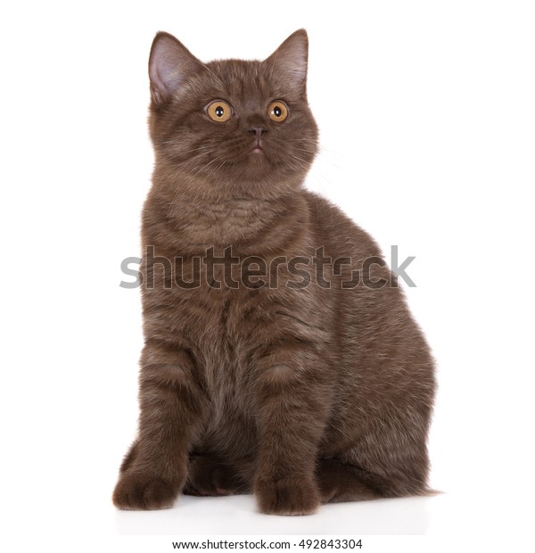 Brown British Shorthair Kitten Posing On Stock Photo Edit Now