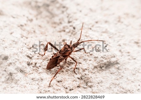 Brown bug on smooth white background