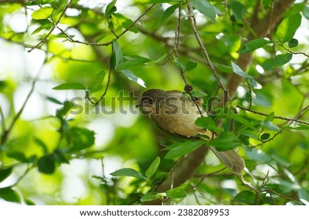 Similar – Image, Stock Photo Curious bird Nature Animal