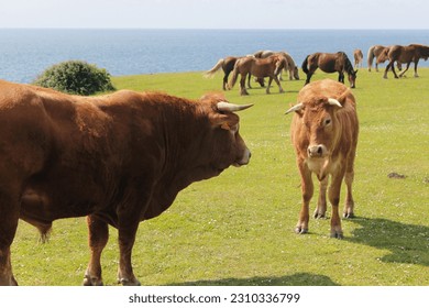 A brown bull and a cow looking at each other about to start a fight. On the background, the coast, sea and several horses. Both animals have horns. - Shutterstock ID 2310336799