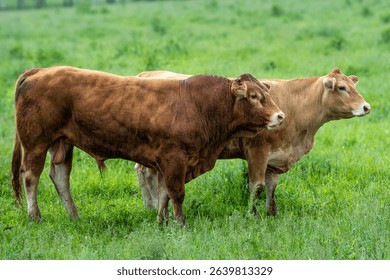 Brown Bull and Cow Standing in Green Pasture – Rural Cattle Breeding Scene