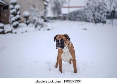 A Brown Bulldog Walking In The Snow-covered Backyard Of A House Covered On A Cold Snowy Winter Day