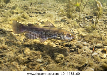 Brown Bullhead Catfish, Ameiurus nebulosus underwater photography. Freshwater fish in clean water and nature habitat. Natural light. Lake and river habitat. Wild animal.