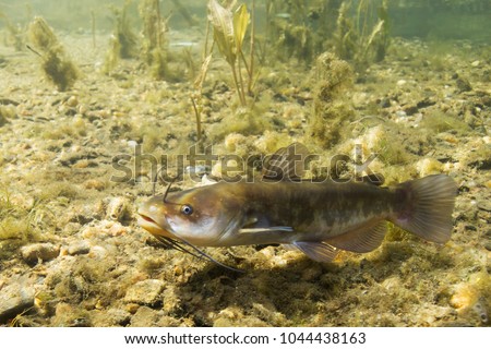 Brown Bullhead Catfish, Ameiurus nebulosus underwater photography. Freshwater fish in clean water and nature habitat. Natural light. Lake and river habitat. Wild animal.
