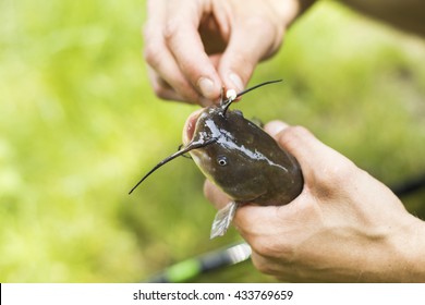 Brown Bullhead On The Hook