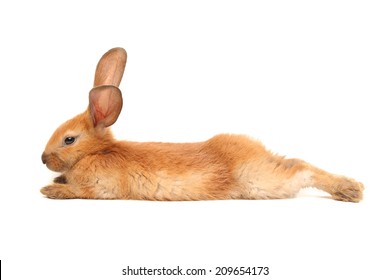 Brown Bunny Rabbits Isolated On White Background