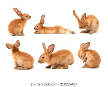 Brown Bunny Rabbits Isolated On White Background