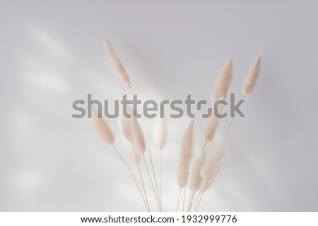 Brown bunny tail grass on grey background, copy space, dried lagurus grass. Bunny tail grass in a vase