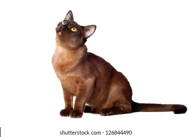 Brown Burmese Cat