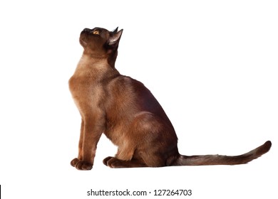 brown burmese cat