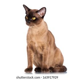 Brown Burmese Cat