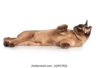 brown burmese cat lying down