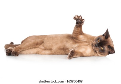 Brown Burmese Cat Showing His Claws