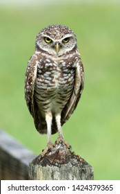 Brown Burrowing Owl With White Spots, Yellow Eyes, And Long Legs Is Close Up Standing On A Wood Fence Post Against A Blurred Green And Brown Fence Background.