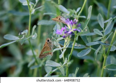 A brown butterfly