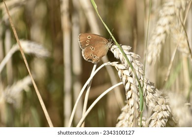 brown butterfly on ears of wheat - Powered by Shutterstock