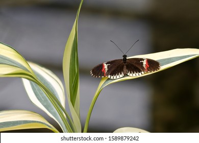 Brown Butterfly On Leaf In Butterfly House