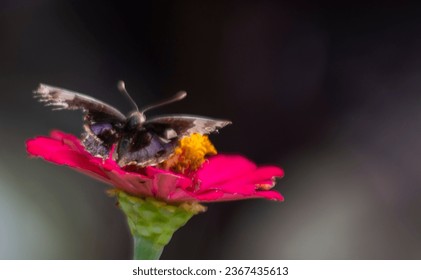 brown butterfly on red flower with blur background - Powered by Shutterstock