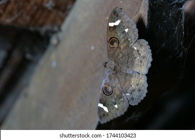 Brown Butterfly On Wood, In House At Night