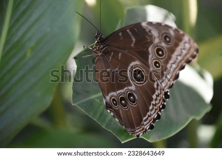 Brown butterfly with patterned eyes on its wings in a garden.