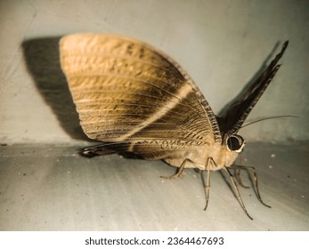 a brown butterfly perched on the floor, spreading its wings. - Shutterstock ID 2364467693