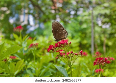 Brown butterfly working on red flower bush - Powered by Shutterstock