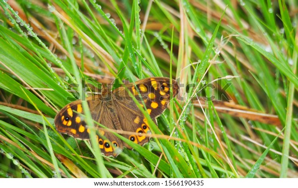 Brown Butterfly Yellow Spots Black White Stock Photo 1566190435 ...