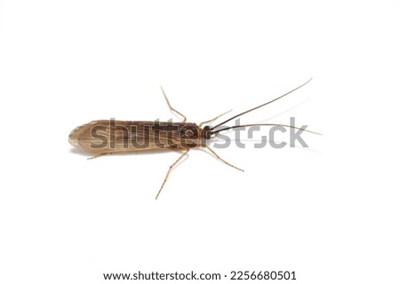 Brown caddisfly trichoptera isolated on white background Foto stock © 
