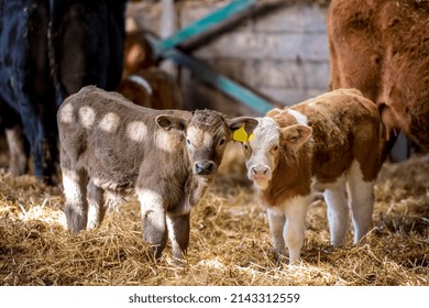 Brown Calf Cow In A Barn Isolated Background