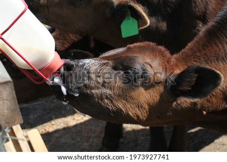 Similar – Little baby cow feeding from milk bottle.