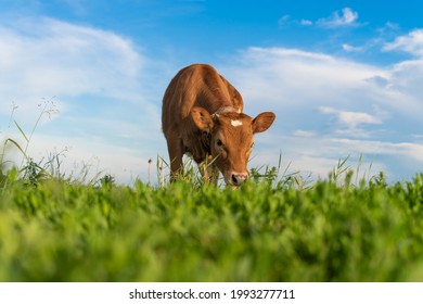brown calf eating green grass, under the blue sky