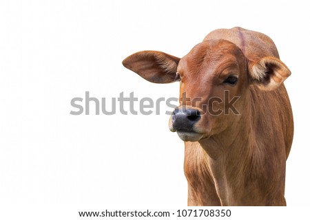 Brown calf Isolated on white background with clipping path.