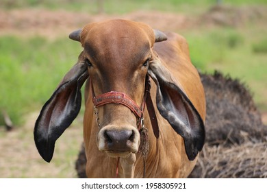 The​ brown calf started in surprise  - Shutterstock ID 1958305921