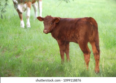 Brown Calf Veal Animal Farm Beef Livestock Young Baby Cow