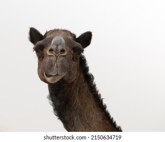 A Brown Camel In The Middle Of The Empty Quarter Desert