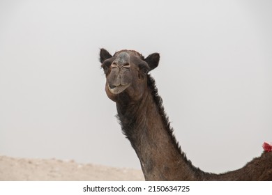 A Brown Camel In The Middle Of The Empty Quarter Desert