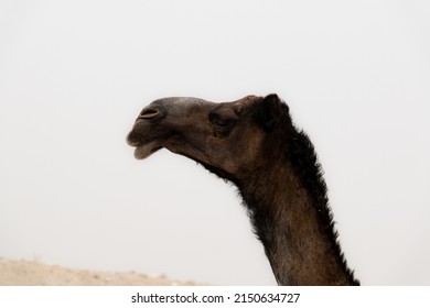 A Brown Camel In The Middle Of The Empty Quarter Desert