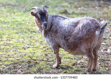 Cameroon Dwarf Goat Hd Stock Images Shutterstock