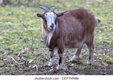 251 Cameroon dwarf goat Images, Stock Photos & Vectors | Shutterstock