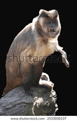 Image, Stock Photo Don’t feed the baboons III