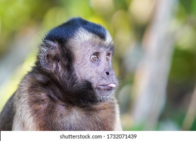 Brown Capuchin Monkey (Cebus Apella)