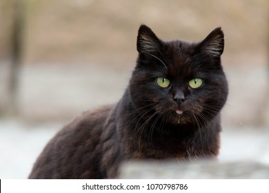 A brown cat