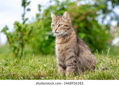 Brown cat with a attentive gaze in the garden against a blurred background, a cat portrait - Powered by Shutterstock