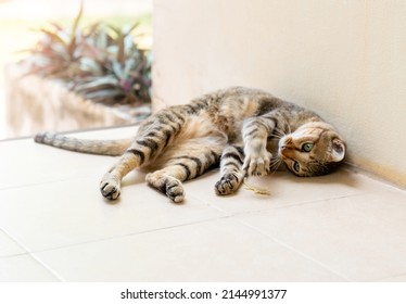 The Brown Cat Catching Play With Lizard Toy On Front Of House.
Funny Cat Play.