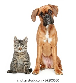 Brown Cat And Dog Boxer Breed On A White Background