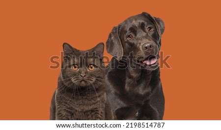Brown cat and dog together, looking  at the camera against dark orange background