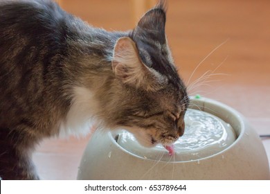 Brown Cat Drink Water, Selective Focus, Closeup Portrait